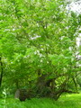 اقاقیای توپی(پیوندی)